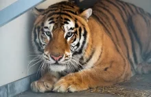 6 innych tygrysów i lwy wykazały objawy COVID-19