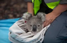 Koale uratowane z pożarów w Australii wracają do lasów