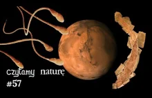 Czytamy naturę 57 | Antykoncepcja dla mężczyzn. Trzęsienia Marsa. Ryba z palcami