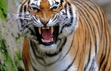 Tygrys rekordzista zdalnie uwolniony z obroży, która mogła go udusić
