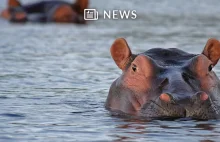 Kokainowe hipopotamy Escobara mają przywrócić do porządku ekosystem w...