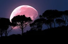 Wiele osób jutro odczuje strach! Superksiężyc - niezwykłe różowe zjawisko!
