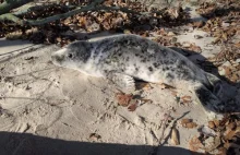 Młoda foka na gdyńskiej plaży