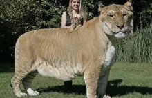 Lygrys największy kot świata. Pół lew pół tygrys.