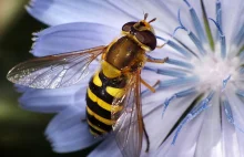 Bzygi z rodzaju Syrphus – muchówki, które warto gościć w ogrodach