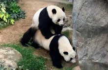 Czekano na to 10 lat. W czasie pandemii pandy w zoo zaczęły spółkować.