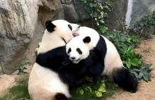 Przez 10 lat próbowali skłonić pandy do seksu. Udało się, gdy zamknęli zoo...