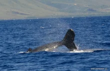 Polowanie na wieloryby