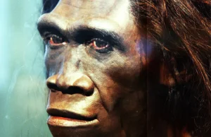 Homo erectus żył w tym samym miejscu i czasie co starsze ewolucyjnie hominidy