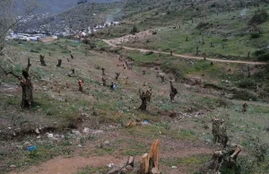 Nielegalni imigranci ścięli 5 TYSIĘCY drzewek oliwnych na wyspie Lesvos w Grecji