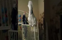 Cockatoo dancing to Welcome to the Jungle by Guns N' Roses