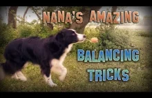 Border Collie's Balancing Tricks