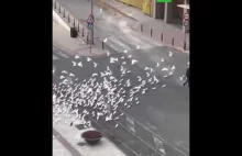 W Hiszpanii głodne gołębie zaczęły atakować ludzi
