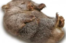 Dlaczego wombaty robią kwadratowe kupy?