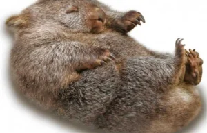 Dlaczego wombaty robią kwadratowe kupy?