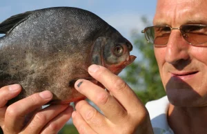 Egzotyczne gatunki przejmują polskie wody. Naukowcy biją na alarm