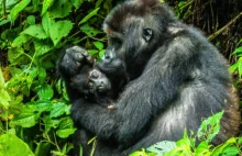 Koronawirus śmiertelnie zagraża gorylom