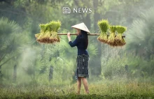 Ryżowe bankomaty w Wietnamie pomogą najbardziej potrzebującym