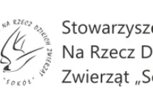 Gniazda sokołów na żywo - wysiadywanie jaj, konsumpcja gołębi