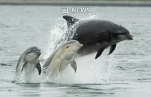 Delfiny wracają do rzek w związku ze zmniejszającym się zanieczyszczeniem