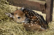 Zagrożone wyginięciem wietnamskie siki przyszły na świat w zoo w Zamościu.