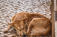 Nowa hipoteza. Koronawirusa mogły przenieść na nas zdziczałe psy