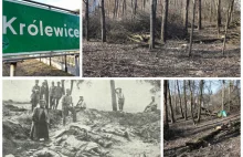 Poszukiwacze odkryli zapomniany cmentarz z I Wojny Światowej