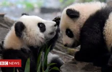 Niemieckie ZOO planuje uśpić część zwierząt i nakarmić nimi inne.