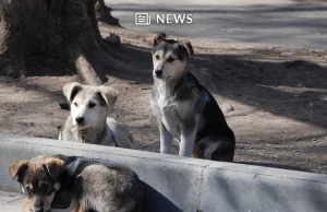 Kolejne miasto w Chinach zakazało jedzenia psów i kotów
