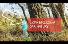 Woda brzozowa. Dar Natury! Prosty sposób na pozyskanie