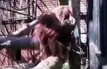 Jak nie zakładać maseczki? Pokazuje orangutanica Raja z gdańskiego zoo.