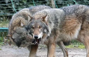 Wataha zagryzła jelenia na środku wsi