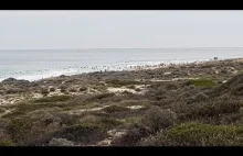 Setki surferów na plaży w Australii w połowie kwietnia.