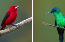 34 piękne ptaki, które mieszkają w brazylijskich lasach