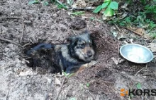 Pies zakopany żywcem. Oprawcami zajmie się sąd