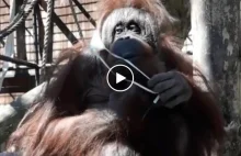 Czy orangutan wie, jak nosić maseczkę?