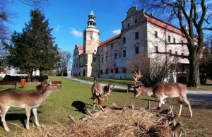 W niemodlińskim parku przy wiekowym zamku zamieszkały daniele