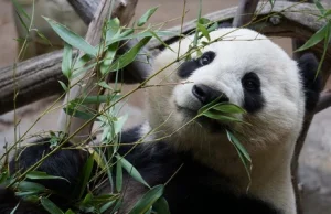 Koronawirus w Niemczech. Zoo nie wyklucza uboju zwierząt