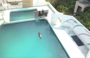 Najsamotniejszy delfin świata umiera po latach spędzonych w porzuconym basenie