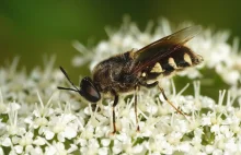 Zmrużek (Stratiomys singularior) – piękny i zagrożony