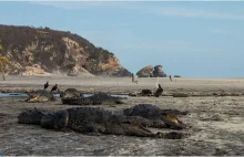 Krokodyle zajęły wyludnioną plażę w południowym Meksyku