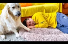 What does a Golden Retriever do when I sleep in his bed [Funny Dog Reaction