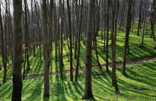 Ministerstwo Środowiska: lasy dostępne bez maseczek