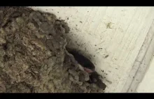 Pisklęta jaskółek wyglądające z gniazd