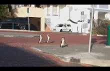Pingwiny przechadzają się po spokojnej ulicy w Afryce Południowej