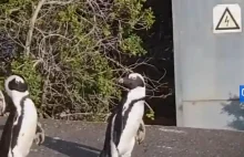 W Kapsztadzie pojawiły się pingwiny