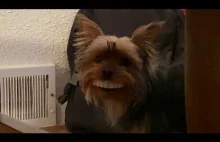 Widzieliście kiedyś psa z ludzkim uśmiechem? ( ͡° ͜ʖ ͡°)
