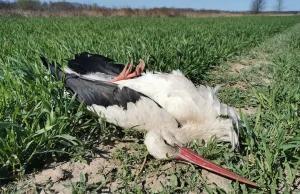 Ktoś truje ptaki koło Drohiczyna na Podlasiu