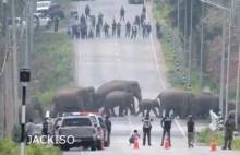 Słonie w Tajlandii zostały wypuszczone na wolność, z powodu braku turystów