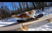 Kot uwielbiający snowboard
